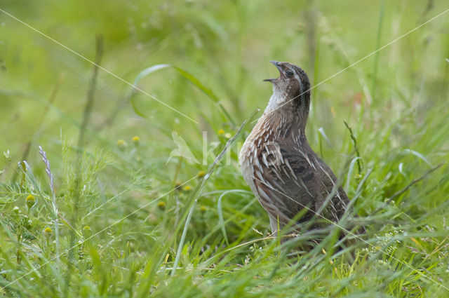 Common Quail (Coturnix coturnix)