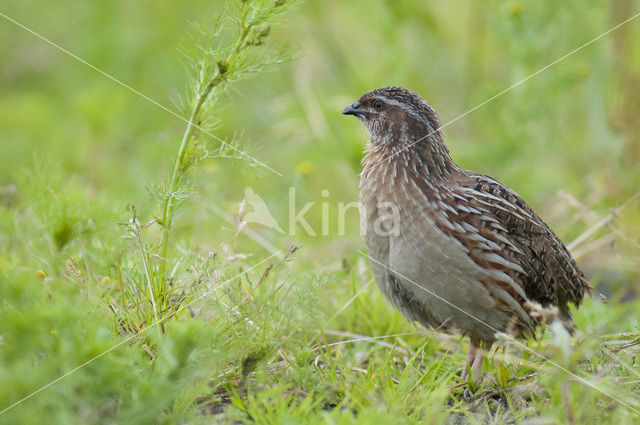 Common Quail (Coturnix coturnix)