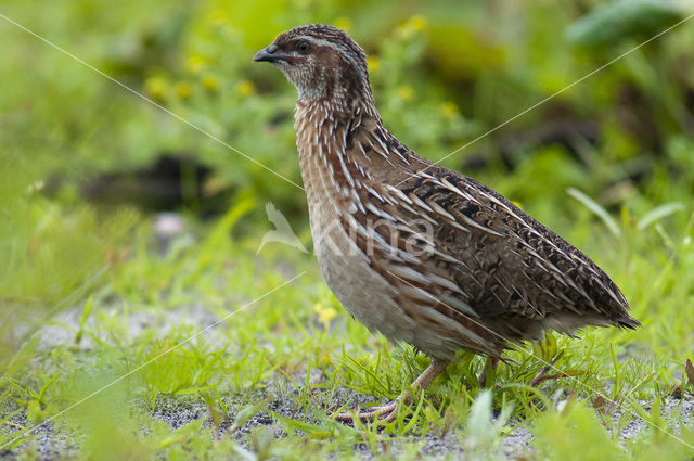 Common Quail (Coturnix coturnix)