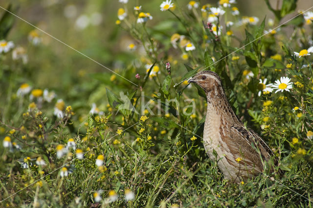 Common Quail (Coturnix coturnix)