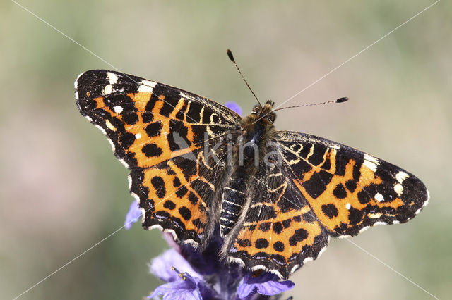 Map Butterfly (Araschnia levana f. levana)
