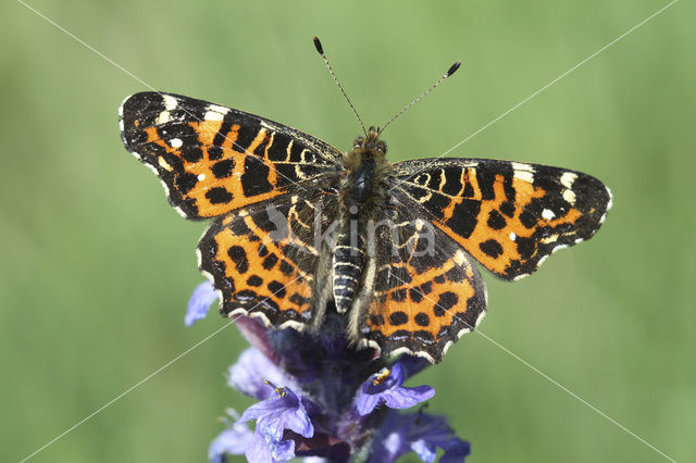 Map Butterfly (Araschnia levana f. levana)