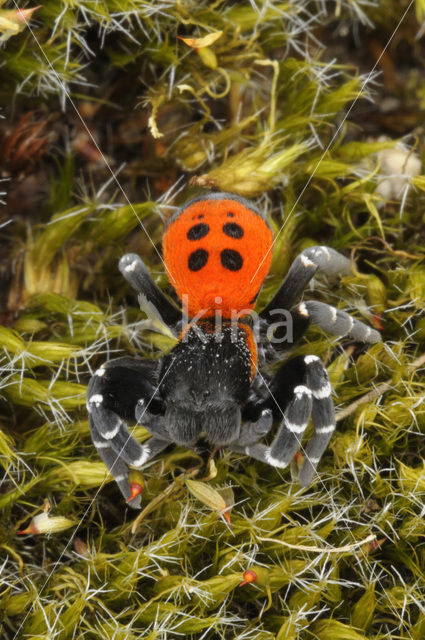 Lentevuurspin (Eresus sandaliatus)