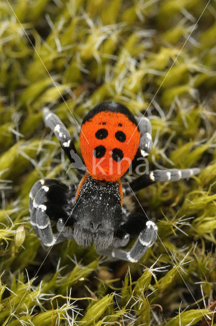Lentevuurspin (Eresus sandaliatus)