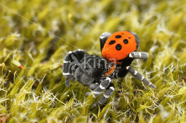 Lentevuurspin (Eresus sandaliatus)