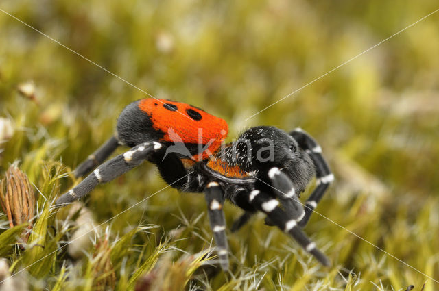 Ladybird Spider (Eresus sandaliatus)