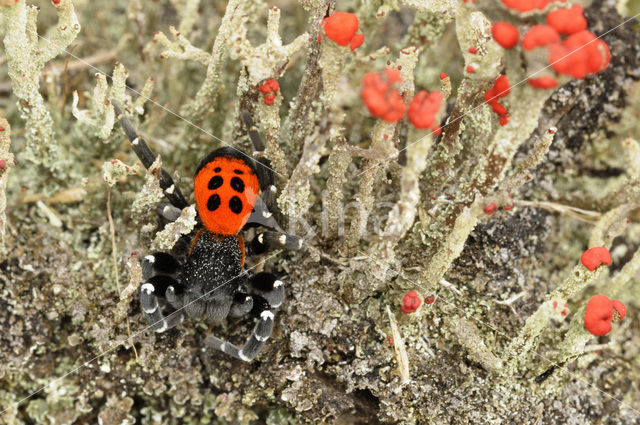 Lentevuurspin (Eresus sandaliatus)