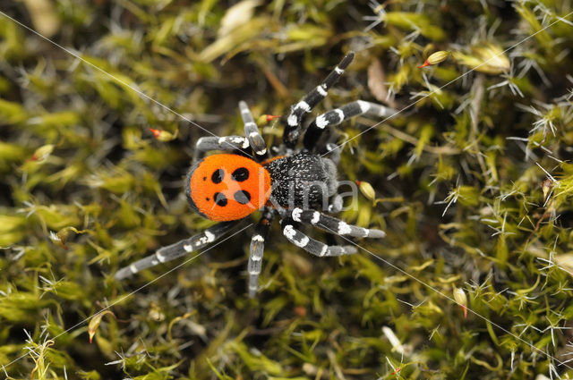 Ladybird Spider (Eresus sandaliatus)