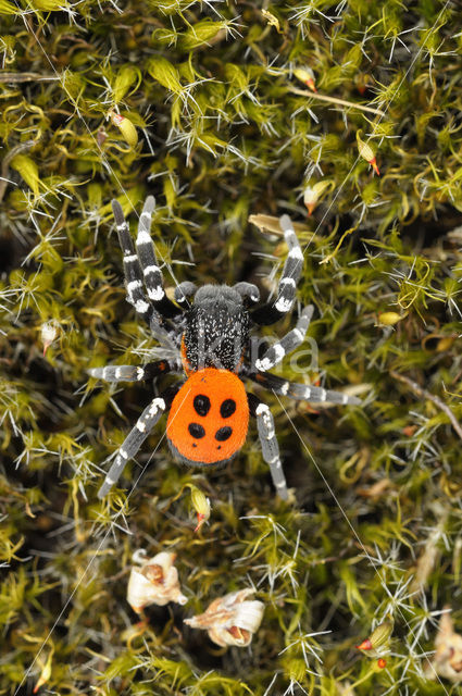 Ladybird Spider (Eresus sandaliatus)