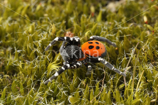 Lentevuurspin (Eresus sandaliatus)