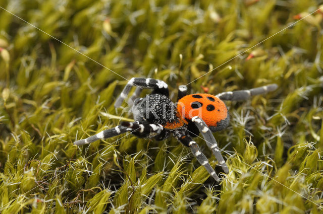 Lentevuurspin (Eresus sandaliatus)