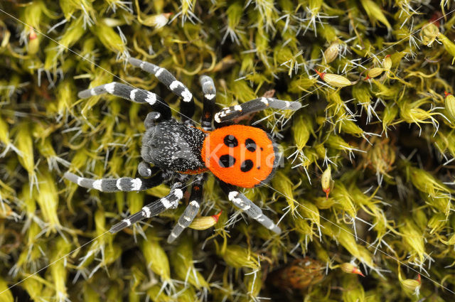 Lentevuurspin (Eresus sandaliatus)