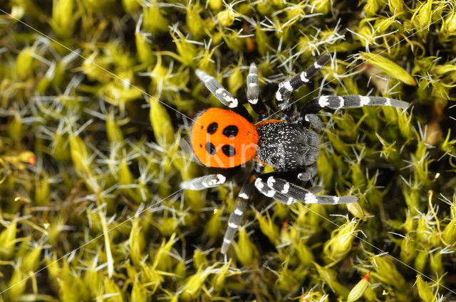 Lentevuurspin (Eresus sandaliatus)