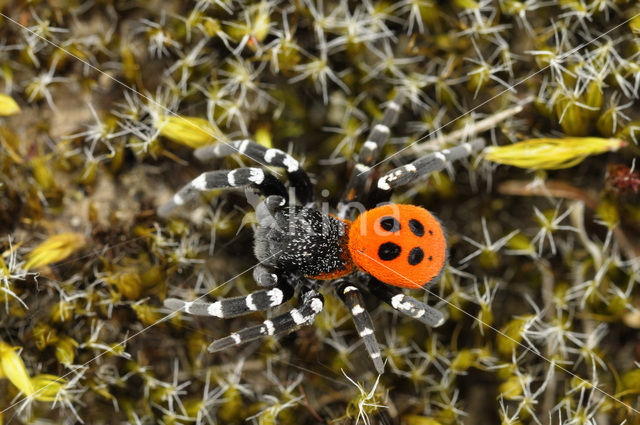 Lentevuurspin (Eresus sandaliatus)