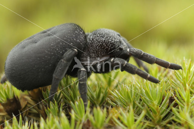 Lentevuurspin (Eresus sandaliatus)