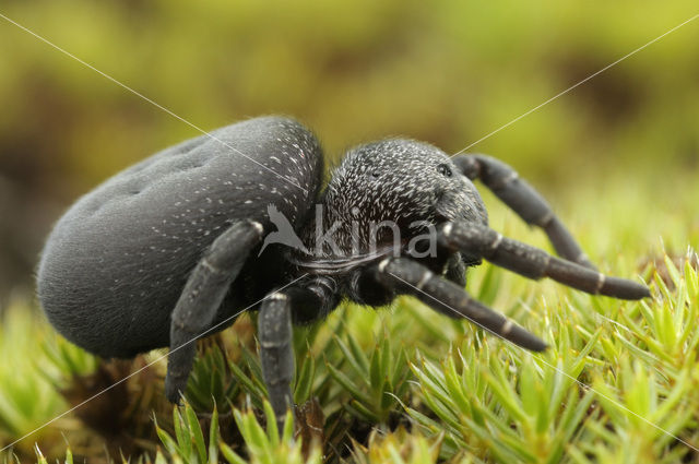 Lentevuurspin (Eresus sandaliatus)
