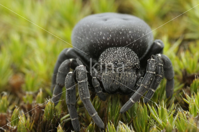 Lentevuurspin (Eresus sandaliatus)