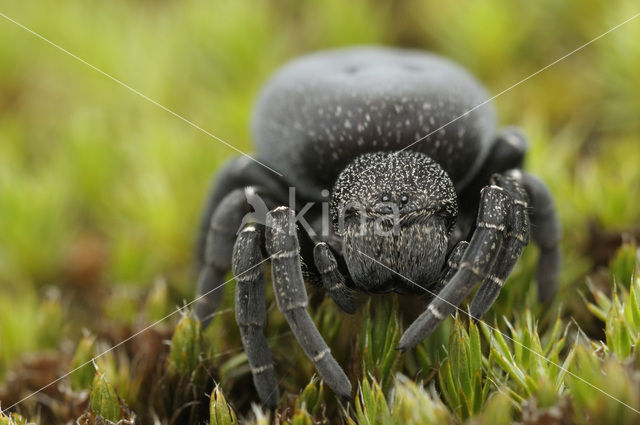 Ladybird Spider (Eresus sandaliatus)
