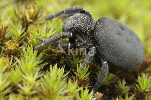 Lentevuurspin (Eresus sandaliatus)
