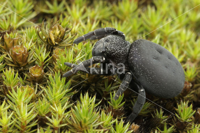 Ladybird Spider (Eresus sandaliatus)