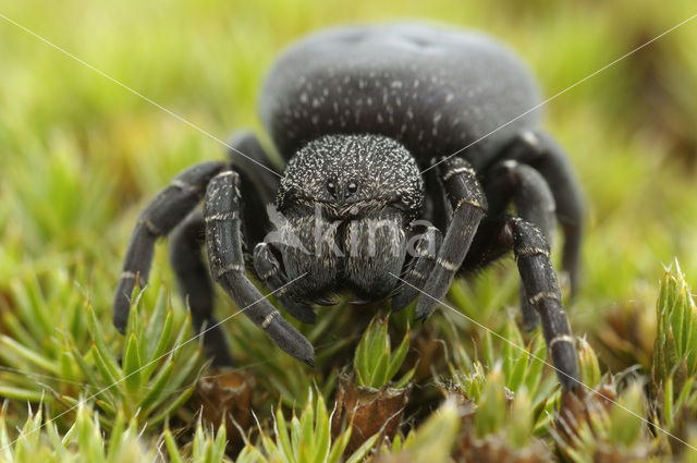 Lentevuurspin (Eresus sandaliatus)