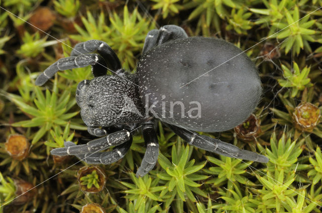 Lentevuurspin (Eresus sandaliatus)