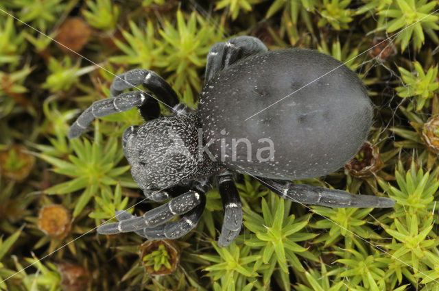 Lentevuurspin (Eresus sandaliatus)