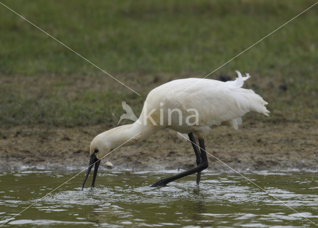 Lepelaar (Platalea leucorodia)