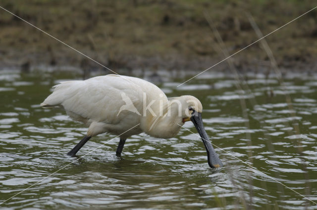 Eurasian Spoonbill (Platalea leucorodia)