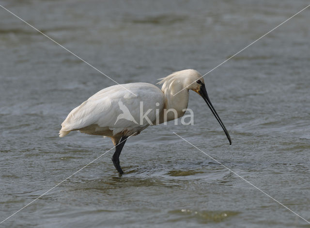 Lepelaar (Platalea leucorodia)