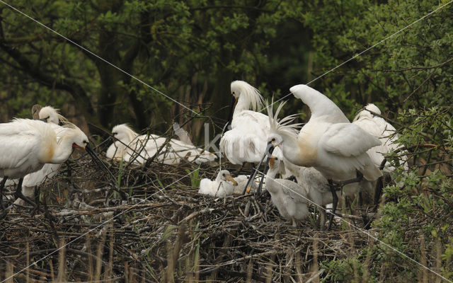 Lepelaar (Platalea leucorodia)