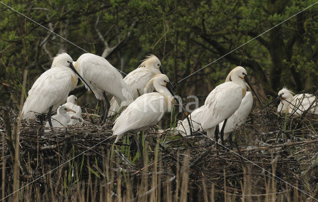 Eurasian Spoonbill (Platalea leucorodia)