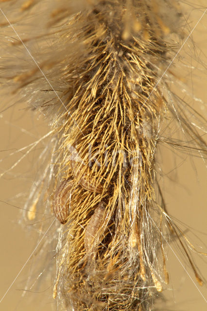 Limnaecia phragmitella