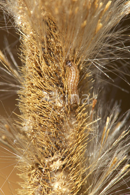 Lisdoddeveertje (Limnaecia phragmitella)