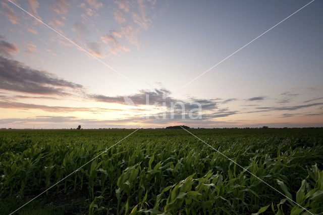 Mais (Zea mays)