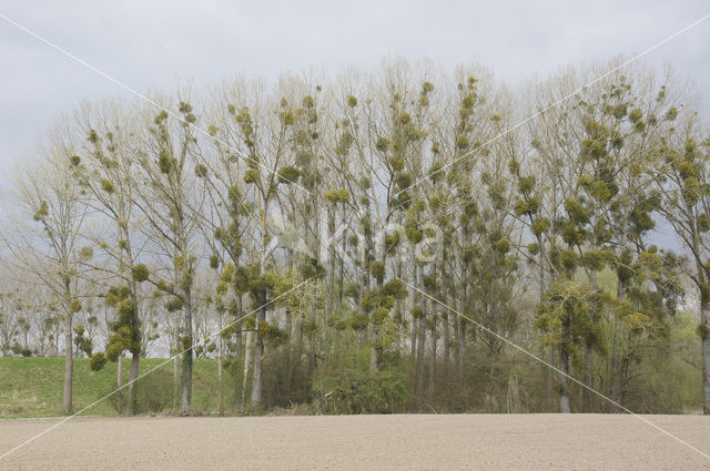 Mistletoe (Viscum album)