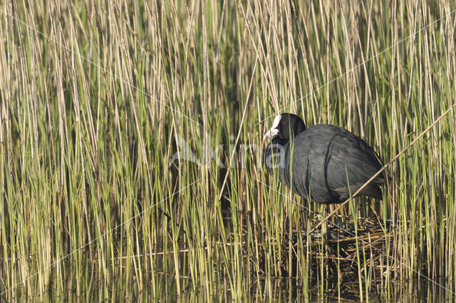 Meerkoet (Fulica atra)