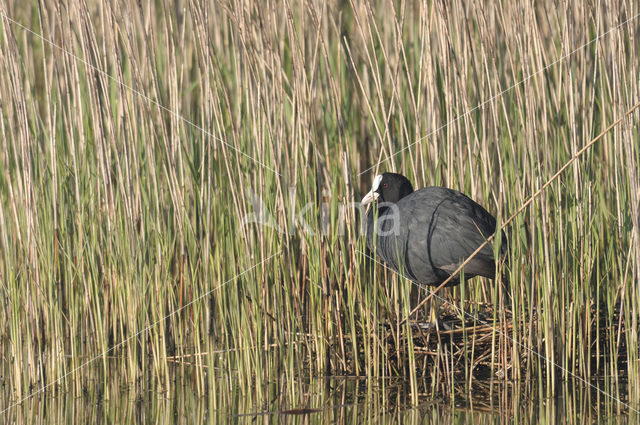 Meerkoet (Fulica atra)