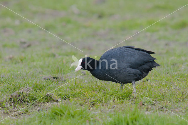 Meerkoet (Fulica atra)