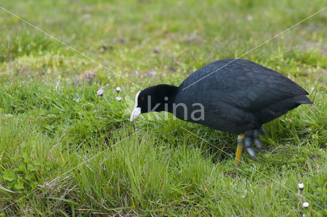 Meerkoet (Fulica atra)