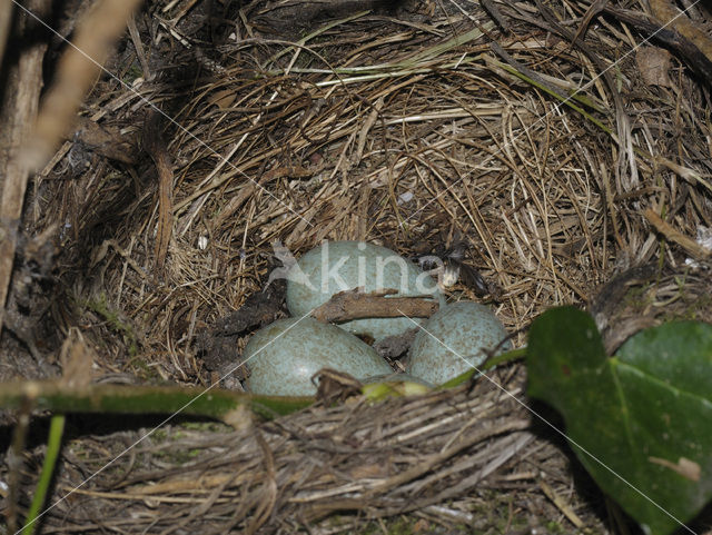 Merel (Turdus merula)