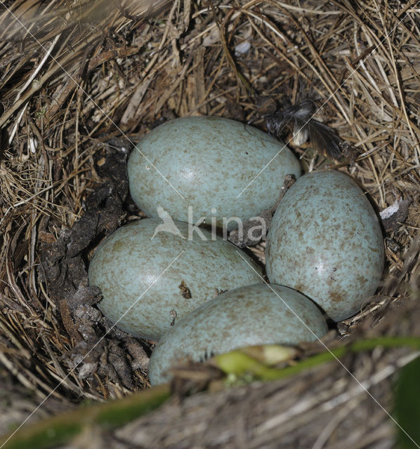 Eurasian Blackbird (Turdus merula)