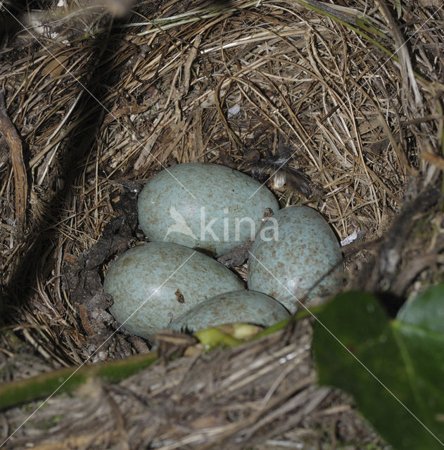 Eurasian Blackbird (Turdus merula)