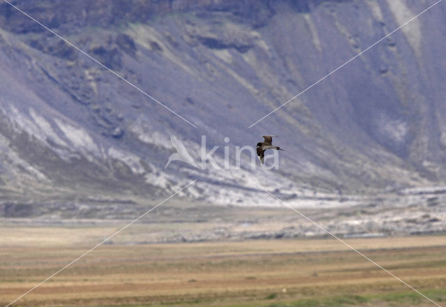 Pomarine Jaeger (Stercorarius pomarinus)
