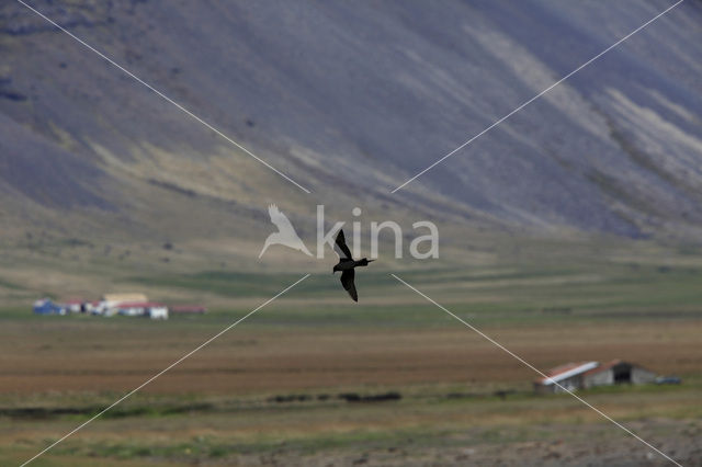 Pomarine Jaeger (Stercorarius pomarinus)