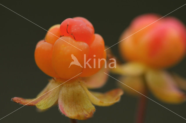 cloudberry (Rubus chamaemorus)