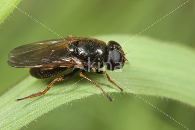 Moerasgitje (Cheilosia fraterna)