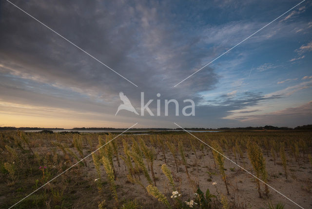 Nationaal Park de Biesbosch