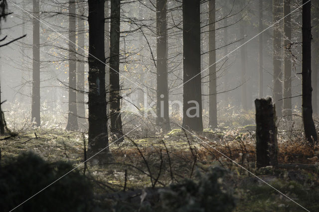 Nationaal Park Drents-Friese Wold