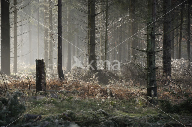 Nationaal Park Drents-Friese Wold